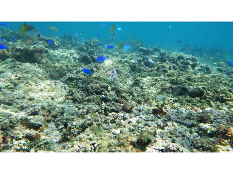 산호 밭스노클링투어 & 선상 가다랭이의 해체 쇼 생선회 먹을 수있는の紹介画像
