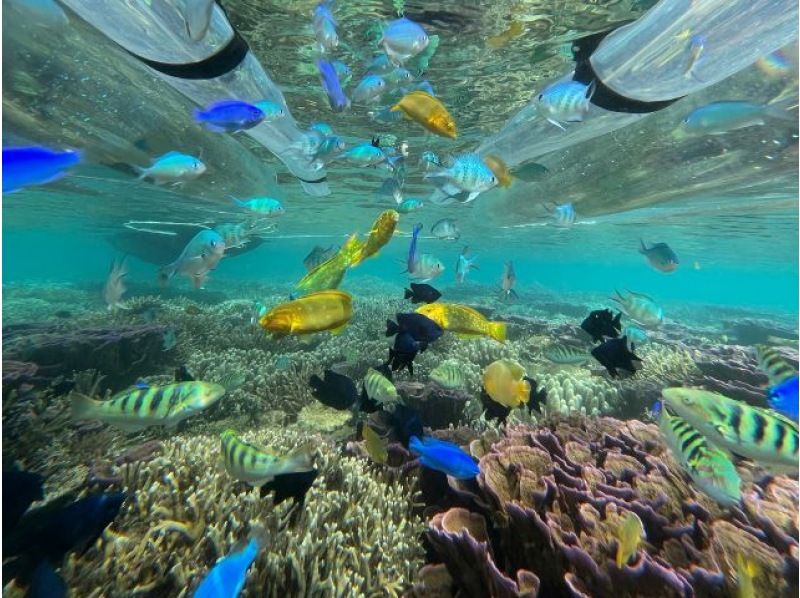 [Okinawa, Motobu, Sesoko Island] Super popular! Anyone can enjoy a 30-minute glass canoe tour!の紹介画像