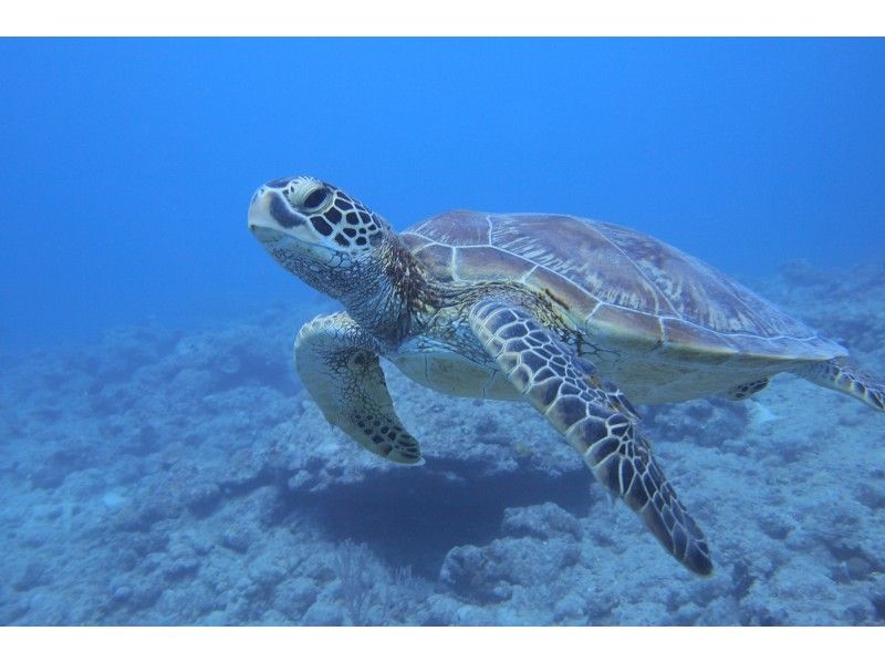 [冲绳/石垣岛]去看海龟体验潜水半日课程-（上午/下午）の紹介画像