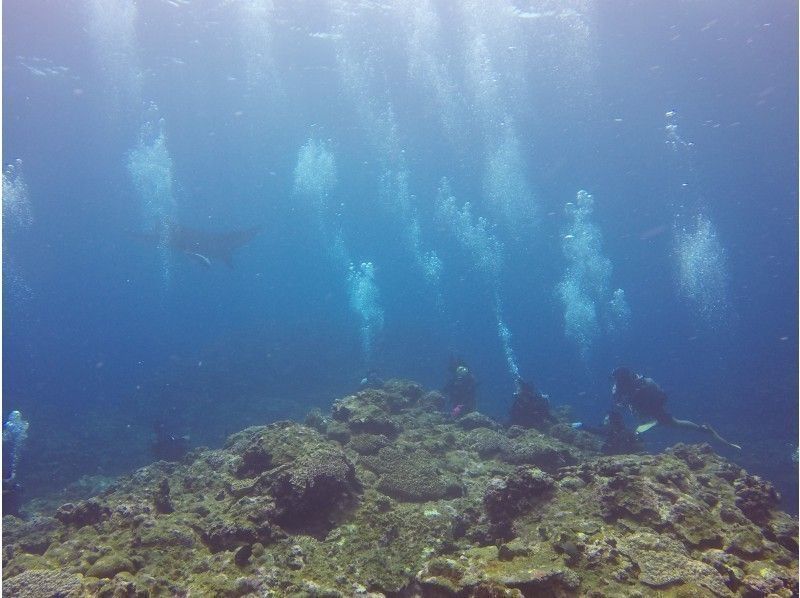 [โอกินาว่า / เกาะอิชิงากิ] ไปดูเต่าทะเล - ดำน้ำประสบการณ์หลักสูตรครึ่งวัน - (AM / PM)の紹介画像