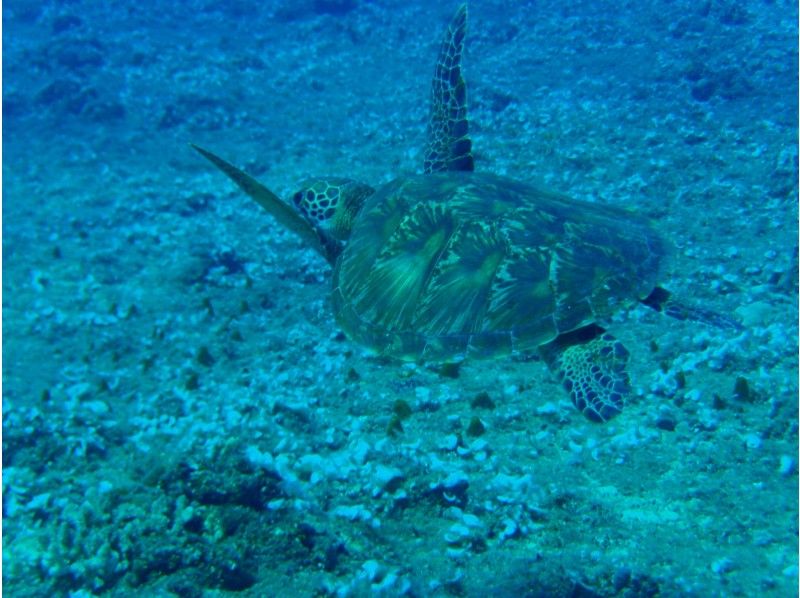 [이시가키] 바다 거북을 만나러 간다 ~ 산호초 스노클링 반나절 코스 ~ (오전 · 오후)の紹介画像
