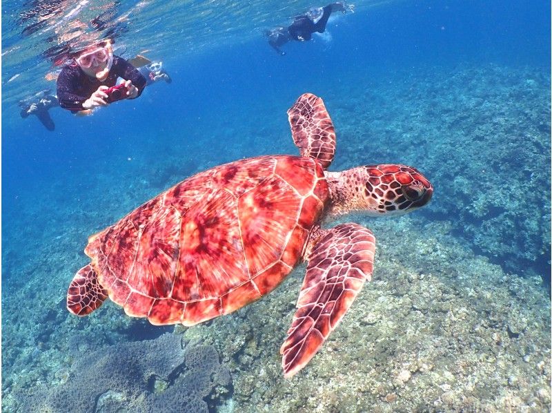 [Okinawa / Ishigaki Island] Phantom island landing & snorkeling half-day course to meet sea turtles (morning / afternoon)の紹介画像