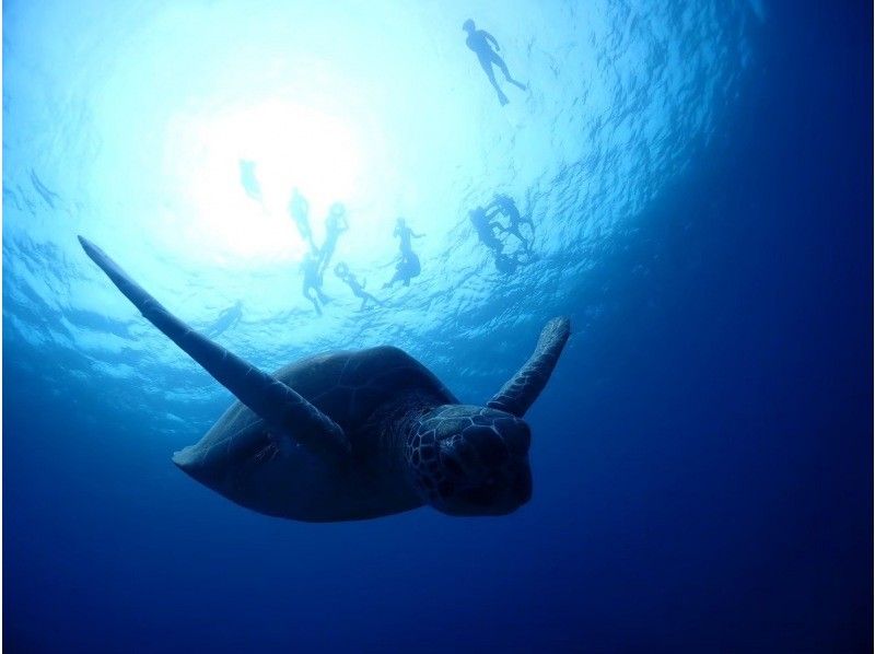 【石垣島・1日】 完全初心者専門｜幻の島＆石西礁湖を満喫 体験ダイビング＋ウミガメシュノーケリングの紹介画像