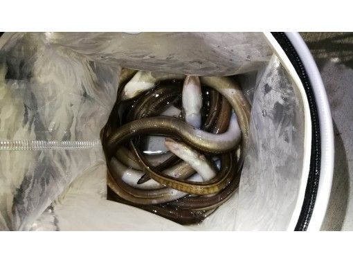 宮城 塩釜 松島 よなよなアナゴ釣り X 湾内で夜釣りだよ 日にち限定 アクティビティジャパン 宮城 塩釜 松島 よなよなアナゴ釣り X 湾内で夜釣りだよ 日にち限定 アクティビティジャパン
