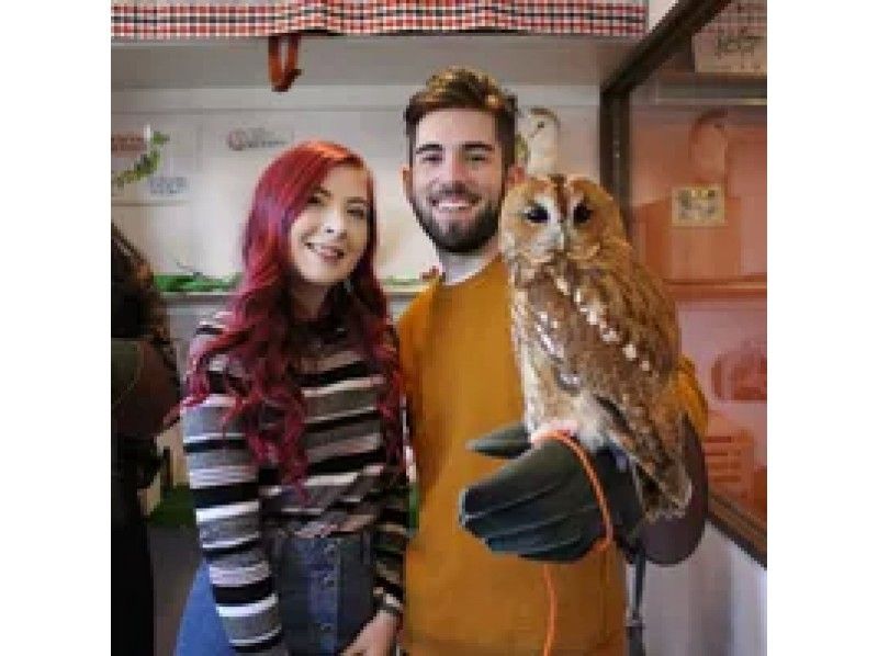 Recommended owl cafes in Harajuku