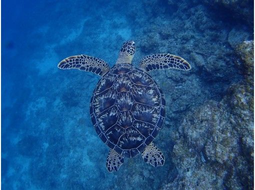 沖縄県 石垣島 Am半日 マンタ ウミガメとサンゴ礁で泳ぐシュノーケリング体験 幻の島上陸 アクティビティジャパン