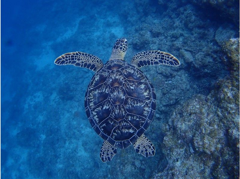 【沖縄県・石垣島】AM半日／マンタ・ウミガメとサンゴ礁で泳ぐシュノーケリング体験&幻の島上陸　3ヶ所周遊満喫コースの紹介画像