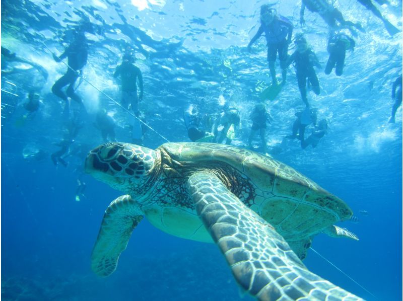 [Naha Departure and Kerama] Kerama (Kerama) Islands for two points Snorkeling Experience (1 day course)の紹介画像