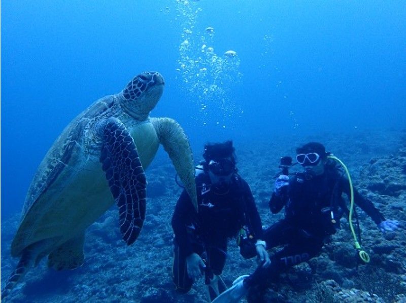 【オンライン体験】沖縄・宮古島の海の生物に会いに行く！オンラインでのダイビングツアーの紹介画像