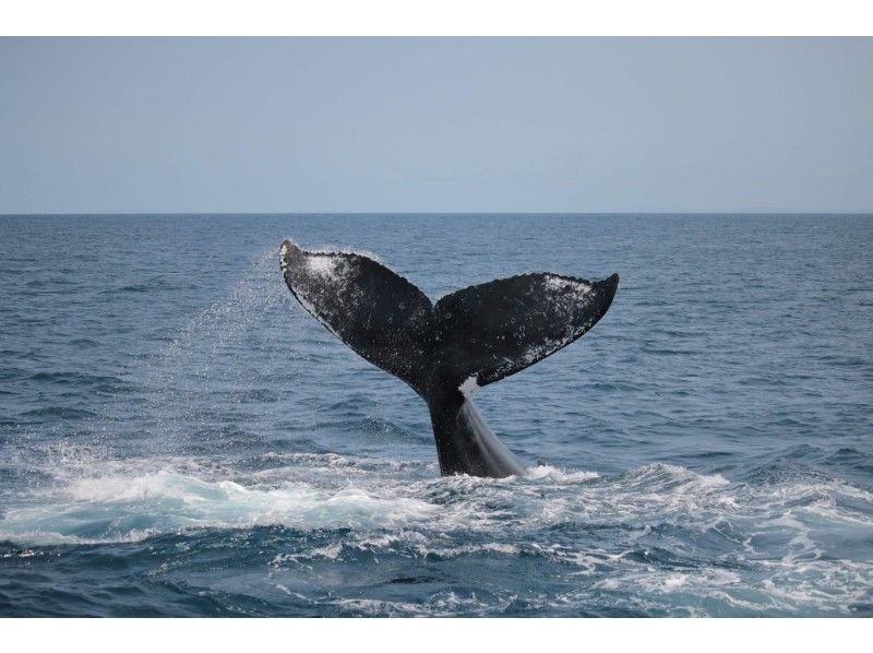 [เกาะโอกินาว่าKerama] "ทัวร์ดูฝูงปลาวาฬ" ในฤดูหนาวเท่านั้นการเดินทางแบบไปเช้าเย็นกลับจากเกาะหลักของโอกินาว่าก็เป็นไปได้เช่นกัน!の紹介画像