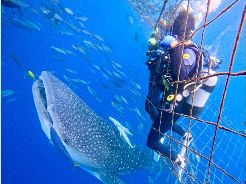 【沖縄・ジンベエザメ・体験ダイビング】世界最大の魚類ジンベエザメ！100％の感動と200％の興奮！完全貸切！大人気GoPro写真＆動画無料！の紹介画像