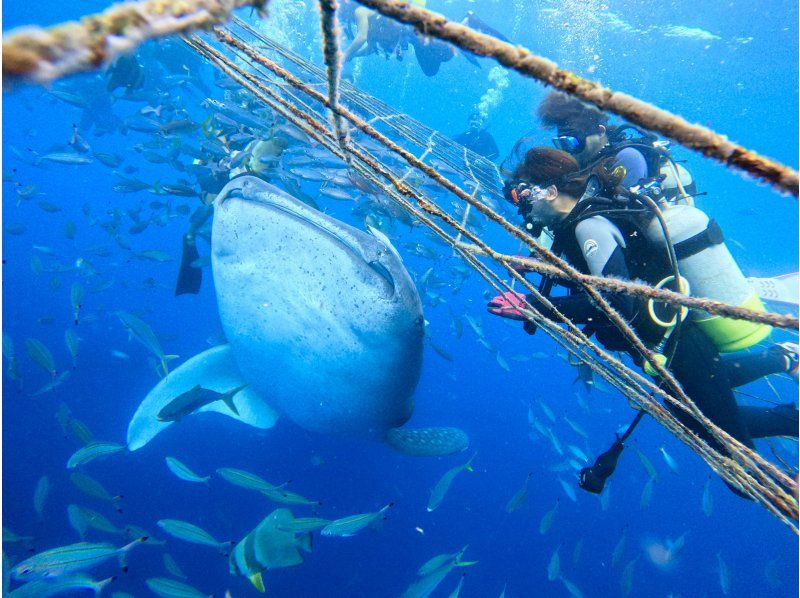 【沖縄・ジンベエザメ・体験ダイビング】世界最大の魚類ジンベエザメ★100％の感動と200％の興奮★完全貸切★大人気GoPro写真＆動画無料★