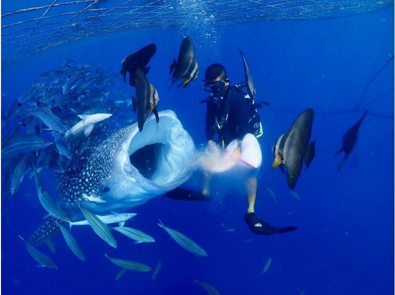 【沖縄・ジンベエザメ・体験ダイビング】世界最大の魚類ジンベエザメ！100％の感動と200％の興奮！完全貸切！大人気GoPro写真＆動画無料！の紹介画像