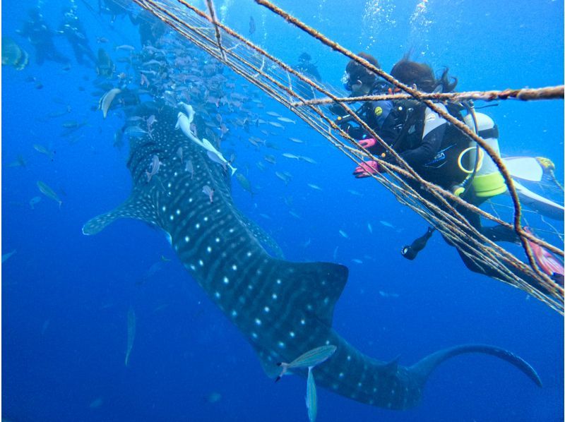 【沖縄・ジンベエザメ・体験ダイビング】世界最大の魚類ジンベエザメ！100％の感動と200％の興奮！完全貸切！大人気GoPro写真＆動画無料！の紹介画像