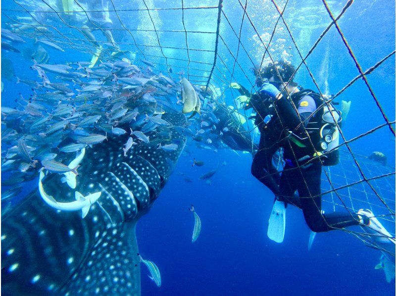 【沖縄・ジンベエザメ・体験ダイビング】世界最大の魚類ジンベエザメ！100％の感動と200％の興奮！完全貸切！大人気GoPro写真＆動画無料！の紹介画像