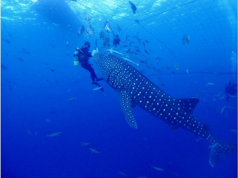 【沖縄・ジンベエザメ・体験ダイビング】世界最大の魚類ジンベエザメ！100％の感動と200％の興奮！完全貸切！大人気GoPro写真＆動画無料！の紹介画像