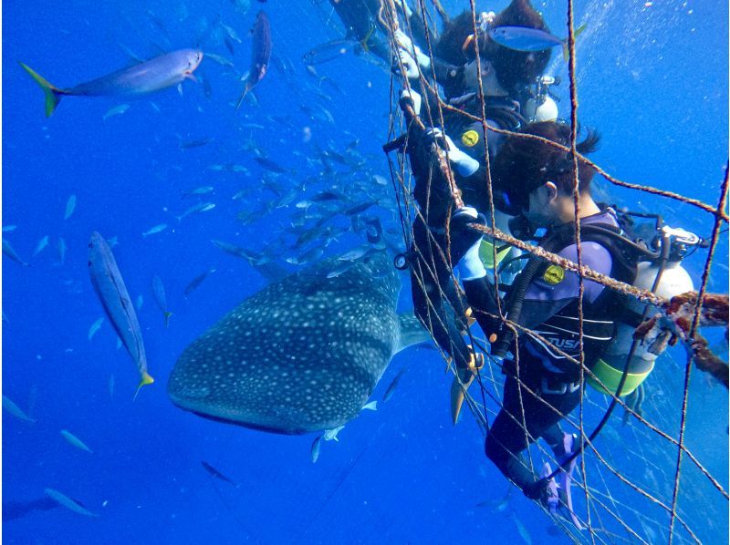 【沖縄・ジンベエザメ・体験ダイビング】世界最大の魚類ジンベエザメ★100％の感動と200％の興奮★完全貸切★大人気GoPro写真＆動画無料★