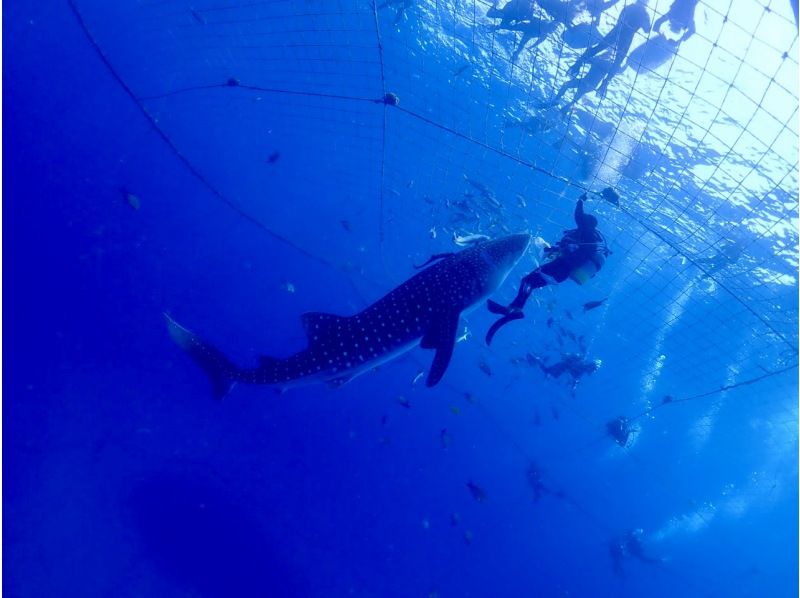 【沖縄・ジンベエザメ・体験ダイビング】世界最大の魚類ジンベエザメ！100％の感動と200％の興奮！完全貸切！大人気GoPro写真＆動画無料！の紹介画像