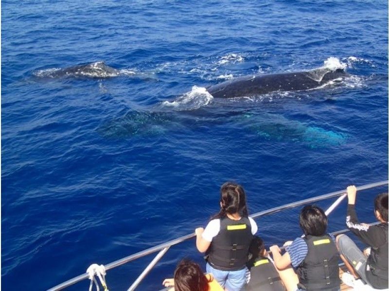[Okinawa Kerama] "Whale watching" telephoto lens rental that everyone can become a photographer (half-day tour)の紹介画像