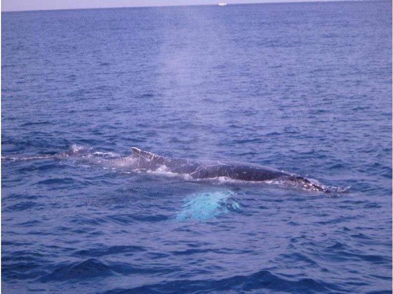 [โอกินาว่าKerama] การเช่าเลนส์โฟโต้ "ดูฝูงปลาวาฬ" ที่ทุกคนสามารถเป็นช่างภาพได้ (ทัวร์ครึ่งวัน)の紹介画像