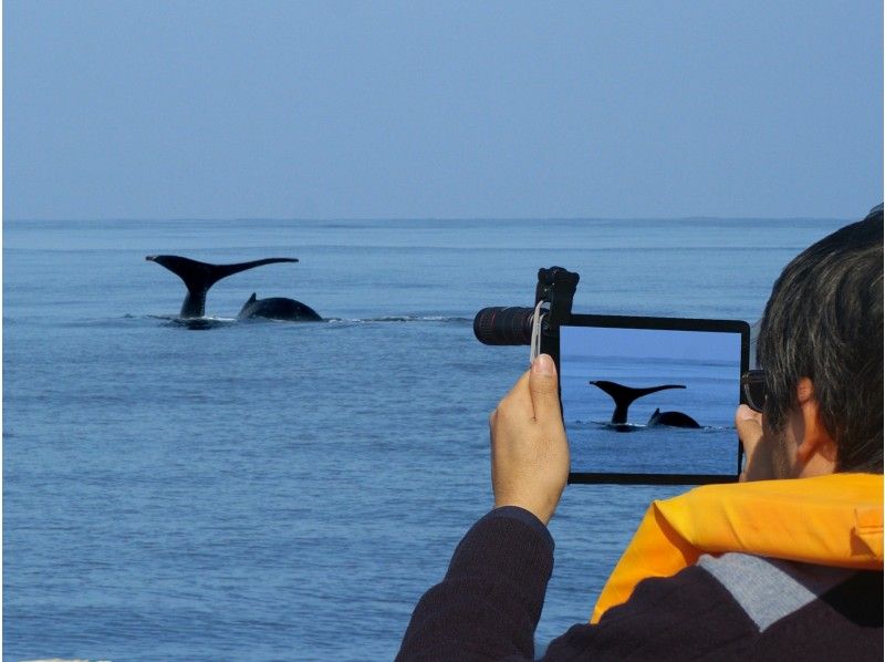 [Okinawa Kerama] "Whale watching" telephoto lens rental that everyone can become a photographer (half-day tour)の紹介画像