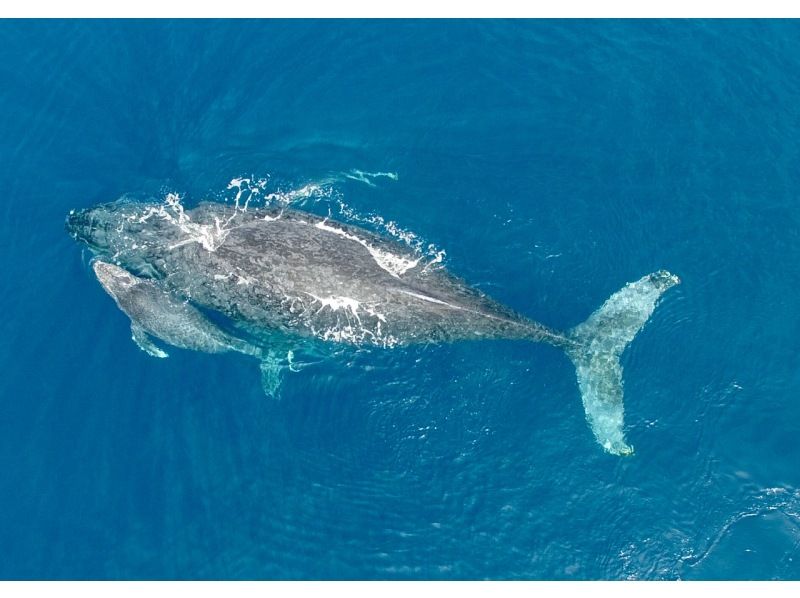 [沖縄繩喀拉馬]每個人都可以成為攝影師的“鯨魚觀賞”長焦鏡頭租賃（半日遊）の紹介画像