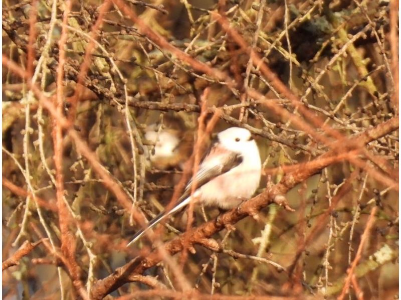 [Hokkaido, Tomakomai] Bird watching around Lake Utonai, a sacred place for wild birds with a professional guideの紹介画像
