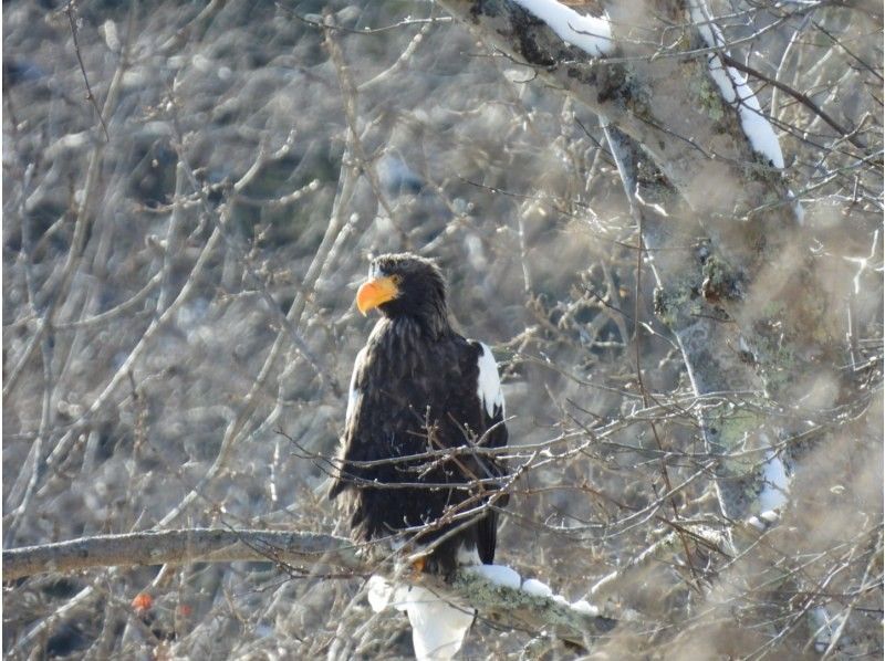 [Hokkaido, Tomakomai] Bird watching around Lake Utonai, a sacred place for wild birds with a professional guideの紹介画像