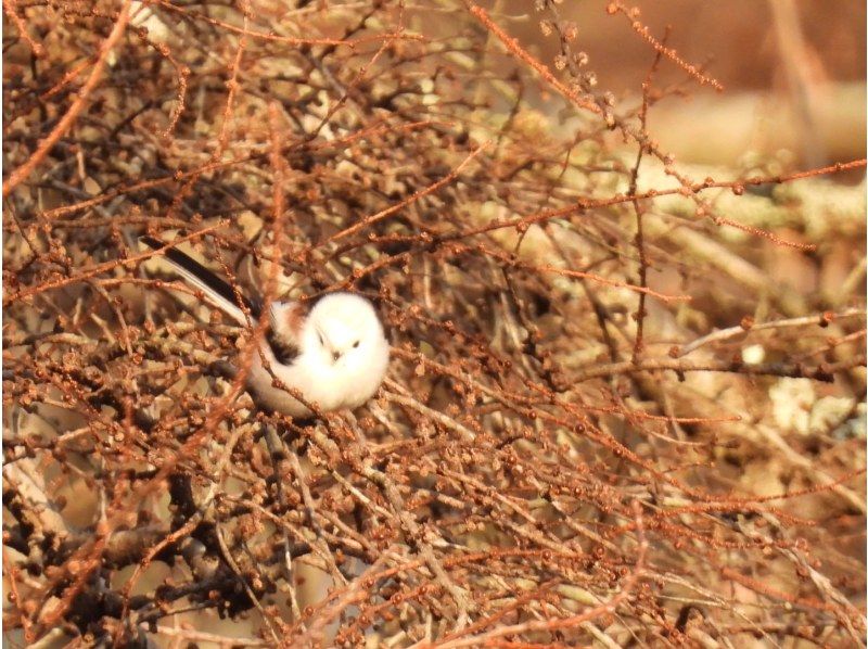 【北海道・苫小牧】プロガイドと行く野鳥の聖地「ウトナイ湖」周辺バードウォッチングの紹介画像