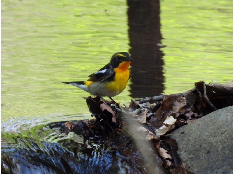 [Hokkaido, Tomakomai] Bird watching around Lake Utonai, a sacred place for wild birds with a professional guideの紹介画像