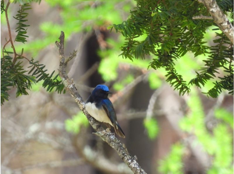 [Hokkaido, Tomakomai] Bird watching around Lake Utonai, a sacred place for wild birds with a professional guideの紹介画像