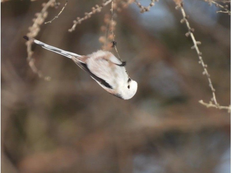 [北海道苫小牧] 有專業導遊的野鳥聖地宇東內湖周邊觀鳥和拍照の紹介画像