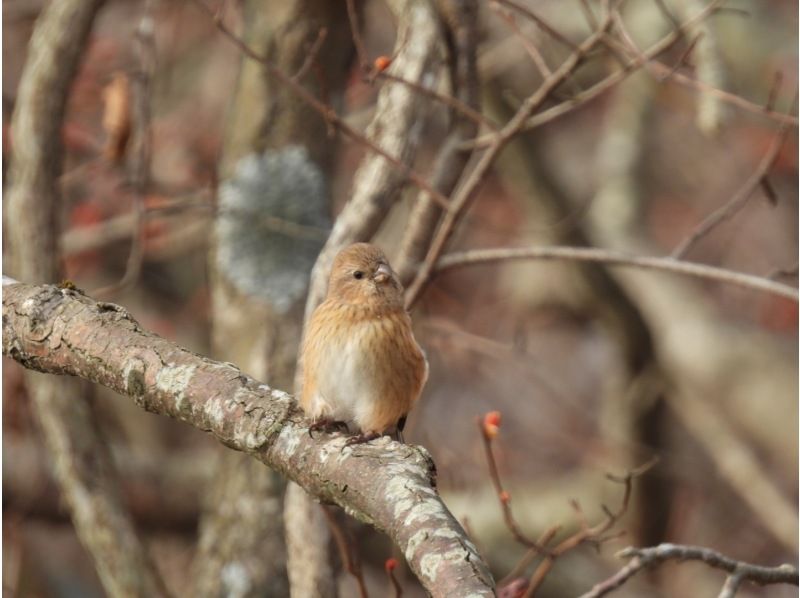 [Hokkaido, Tomakomai] Bird watching around Lake Utonai, a sacred place for wild birds with a guide