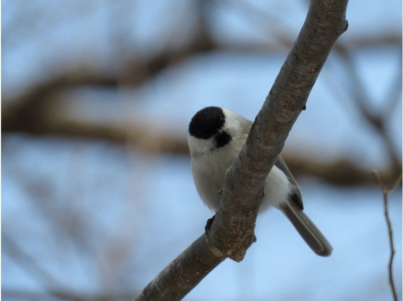 【北海道・苫小牧】プロガイドと行く野鳥の聖地「ウトナイ湖」周辺バードウォッチングの紹介画像
