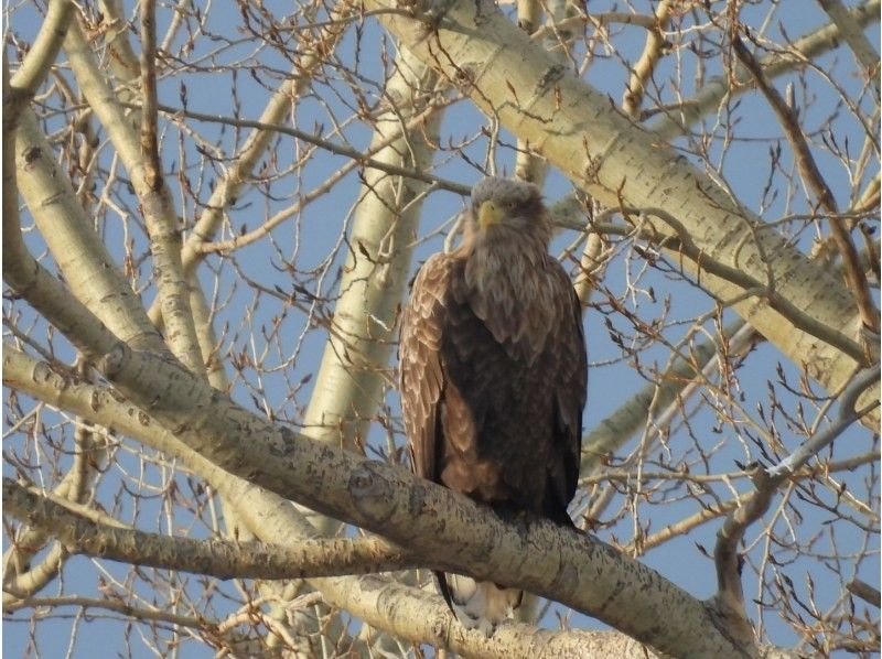 [Hokkaido, Tomakomai] Bird watching around Lake Utonai, a sacred place for wild birds with a professional guideの紹介画像