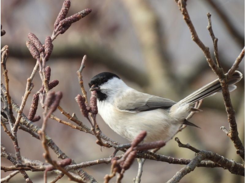 【北海道・苫小牧】プロガイドと行く野鳥の聖地「ウトナイ湖」周辺バードウォッチングの紹介画像
