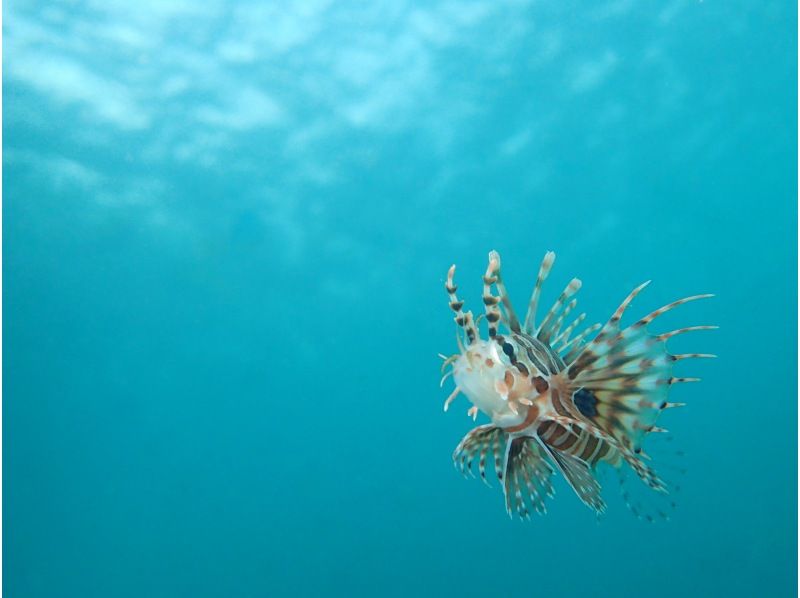 [和歌山/白滨]经验深潜世界上第一次到海底世界！深潜课程）の紹介画像