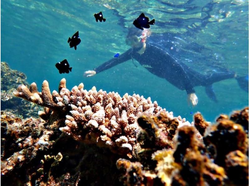[Ishigaki Island ❋ Okinawa] Discover the
underwater world while snorkeling. You can also see sea turtles and anemone fish! の紹介画像