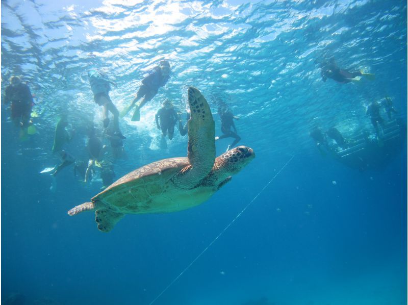 [Okinawa ・ Kerama ・ half-day 【】 慶 Snorkeling Tours(half-day course)の紹介画像