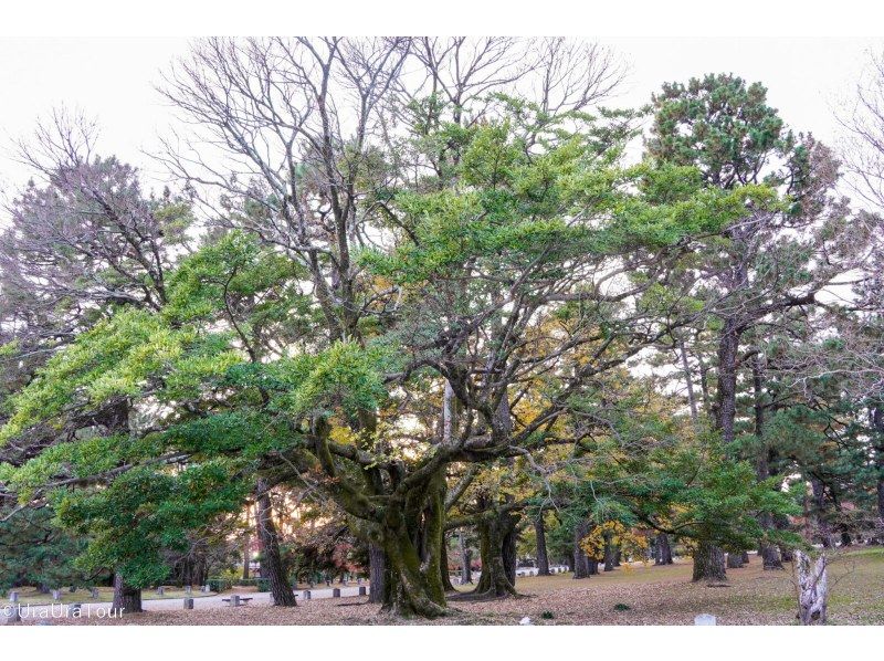 【変な木を探せ！】いにしえの山城原野ツアー ～京都御苑編～の紹介画像