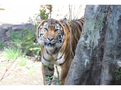 えいごでどうぶつえん Let S Go To 上野動物園 英語で学ぶリアルいきもの図鑑 アクティビティジャパン