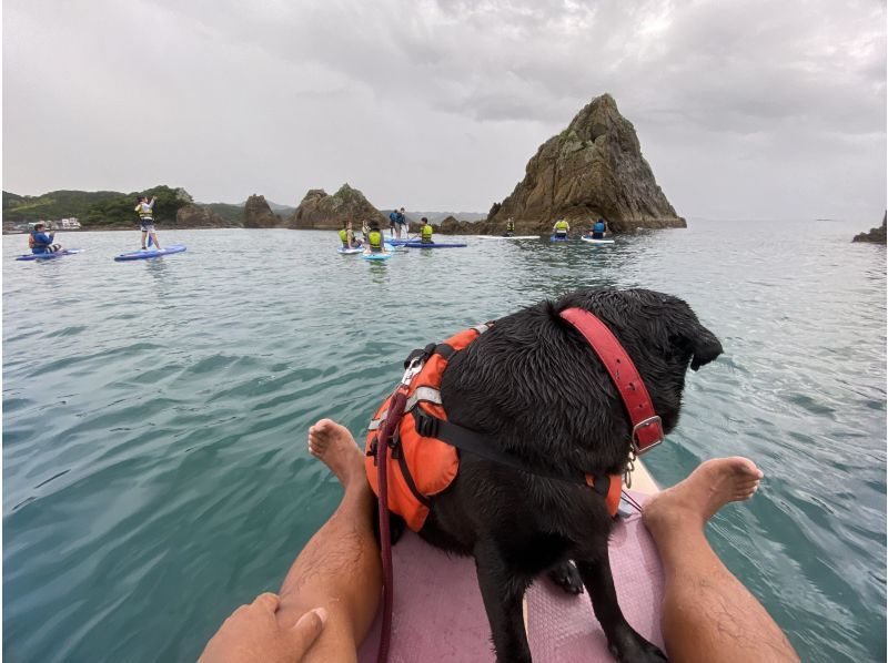 [วากายามะ / ฮาชิกุย] ประสบการณ์ SUP ที่หาดฮาชิกุย! มาเล่น SUP กันเถอะ!の紹介画像