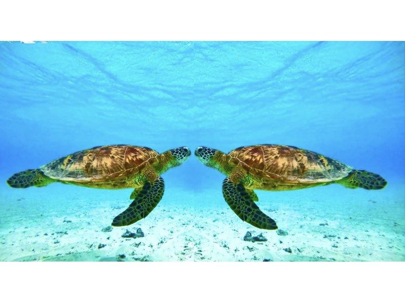 "Encounter rate 12000% ongoing" in Miyakojima dialect [Sea turtle snorkel tour] Groups are welcome