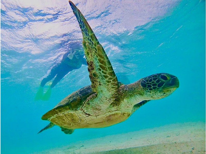 "Encounter rate 12000% ongoing" in Miyakojima dialect [Sea turtle snorkel tour] Groups are welcome