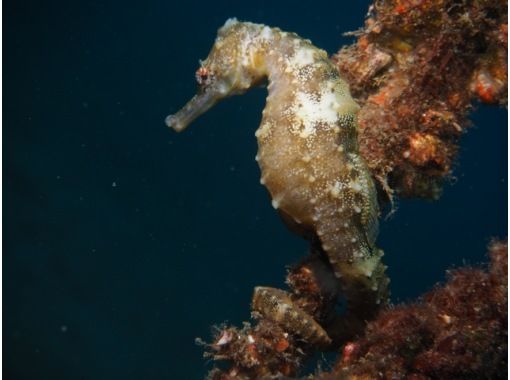 えいごですいぞくかん Let S Go To すみだ水族館 英語で学ぶリアルいきもの図鑑 アクティビティジャパン