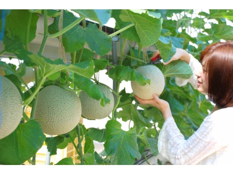 [Seida-cho, Gamagori-shi, Aichi] Melon hunting planの紹介画像
