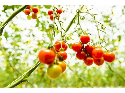 【福島・いわき市】トマトのテーマパーク「ワンダーファーム」でトマト狩り・最大5種類もの収穫体験の紹介画像