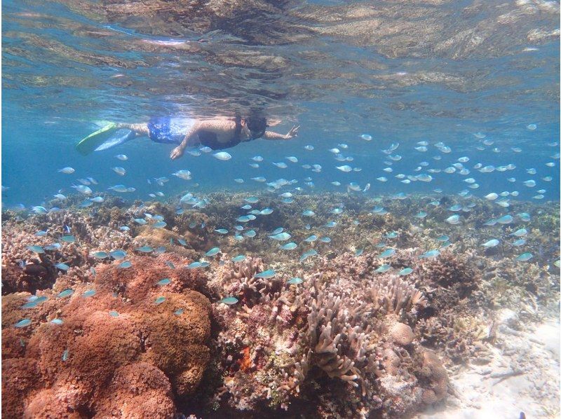 [Okinawa, Ishigaki Island] Departing from Kabira Bay! Take a kayak to an uninhabited island in Kabira Bay! Enjoy snorkeling in the crystal clear waters of Kabira Bay! You can also see lots of tropical fish♪の紹介画像
