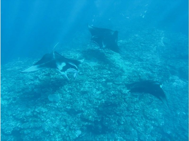 【沖縄・石垣島】６名限定！川平湾発！ボートに乗ってスポットまでたったの１０分！マンタ＆ウミガメにチャレンジしよう！！熱帯魚にもたくさん会えるの紹介画像