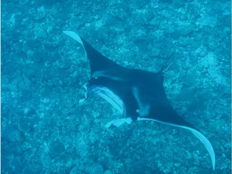 【沖縄・石垣島】６名限定！川平湾発！ボートに乗ってスポットまでたったの１０分！マンタ＆ウミガメにチャレンジしよう！！熱帯魚にもたくさん会えるの紹介画像